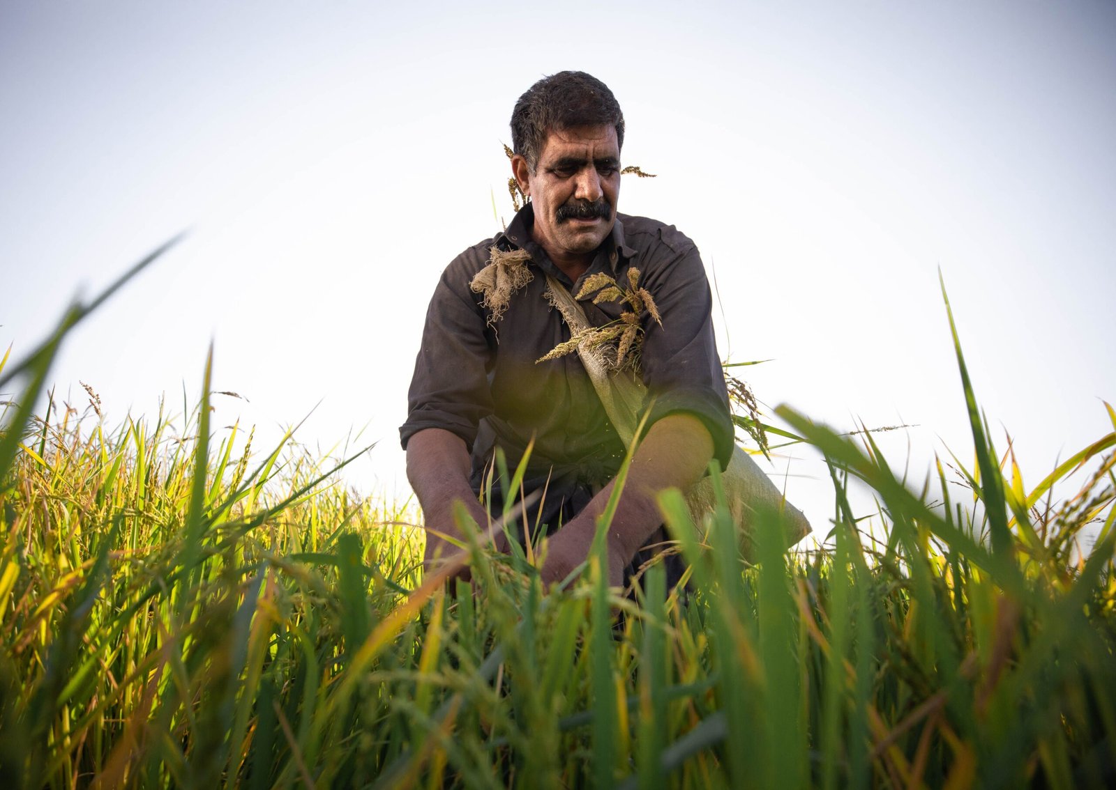 A farmer kneels in a wheat field, examining the crop under clear daylight.